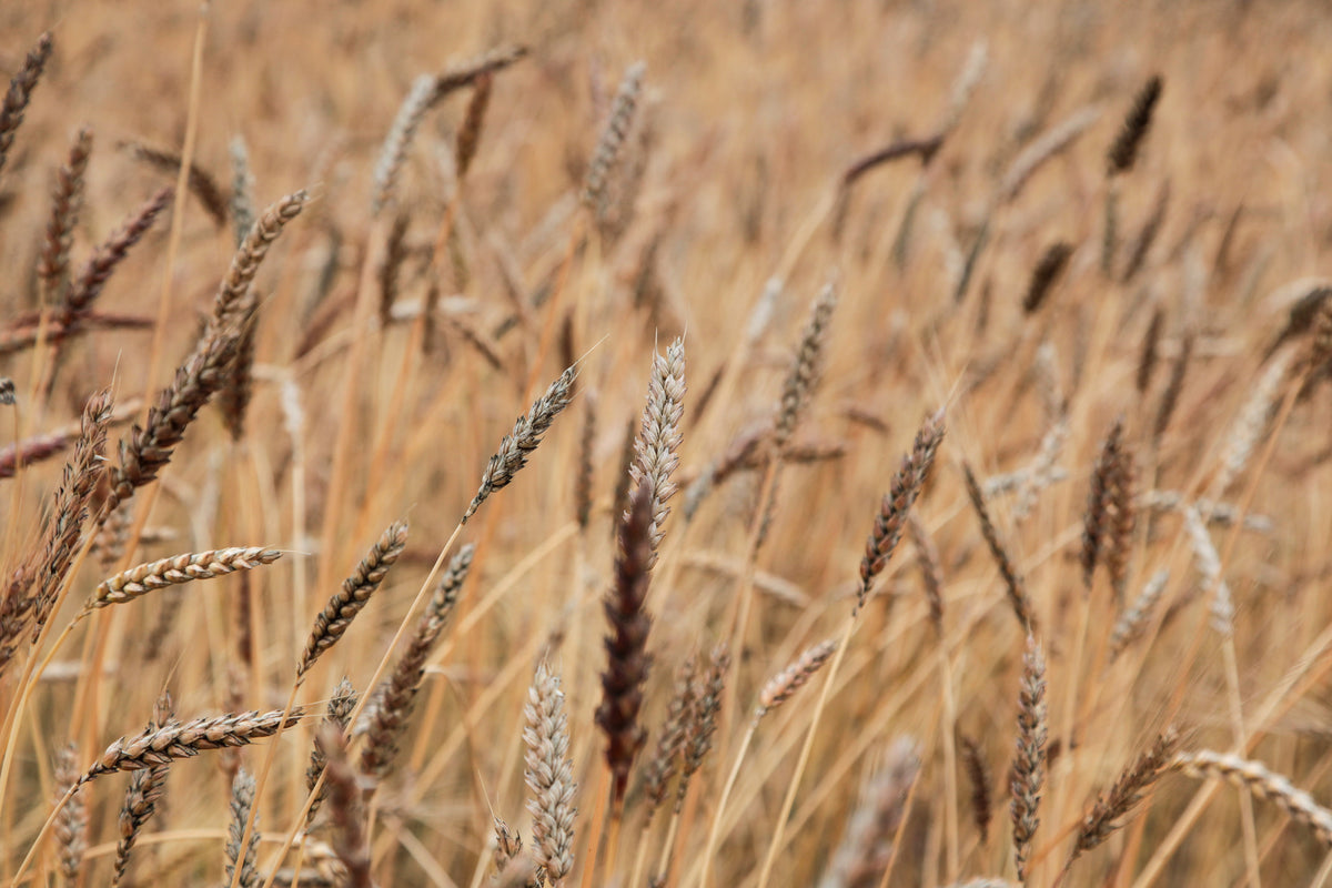 Farine de Blés de Population