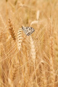 Barbu du Roussillon