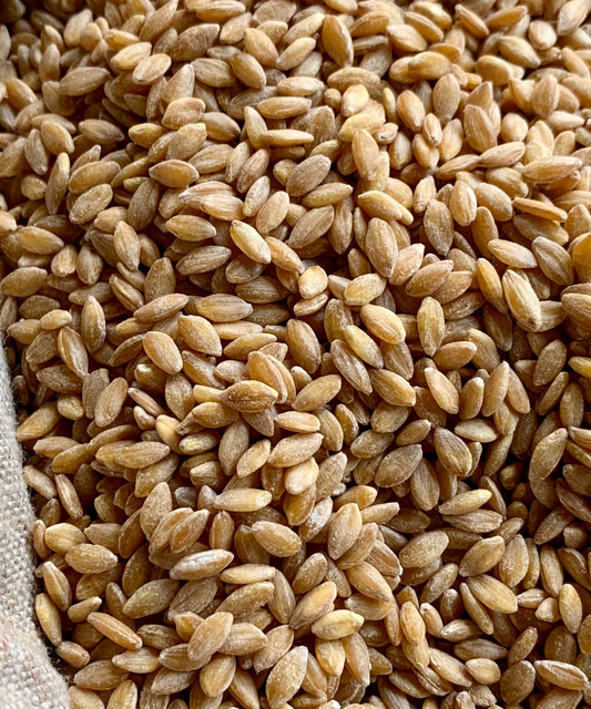 L'Engrain mondé de Haute-Provence - IGP