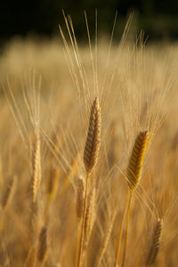 Engrain de Provence