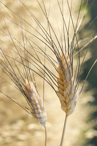 Blé de Khorasan 