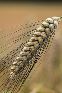 Poulard d'Australie