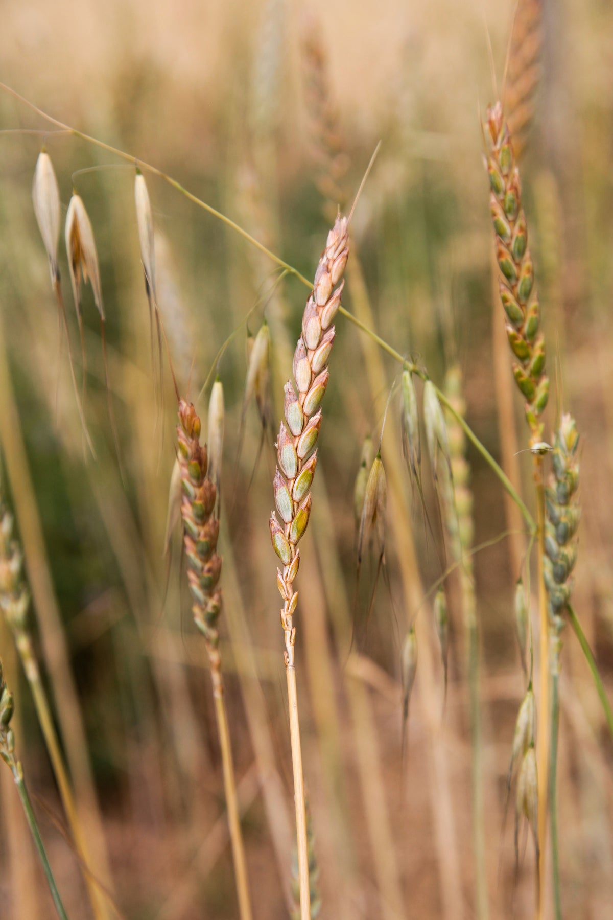 Farine de Grand Epeautre